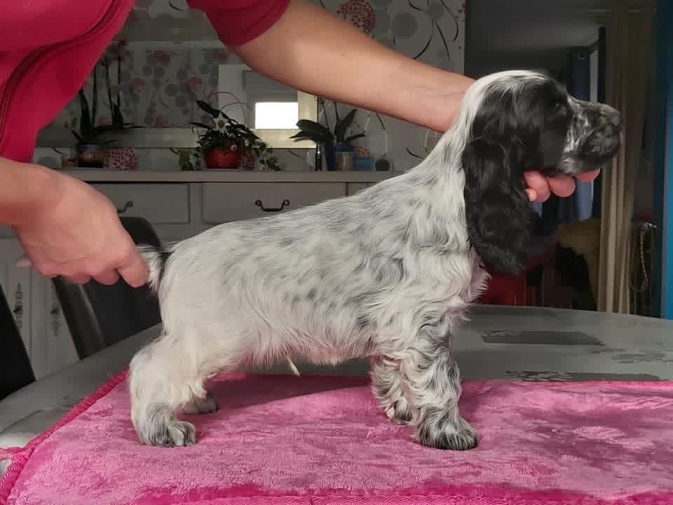 Cooper