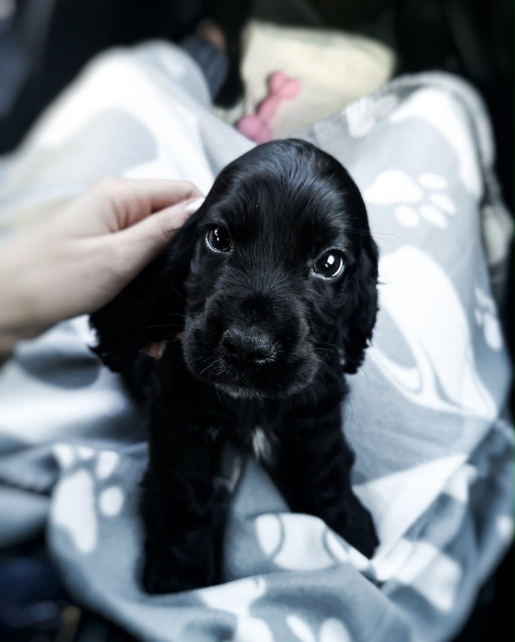 Hazel