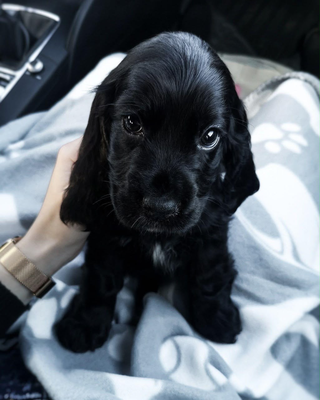 Hazel