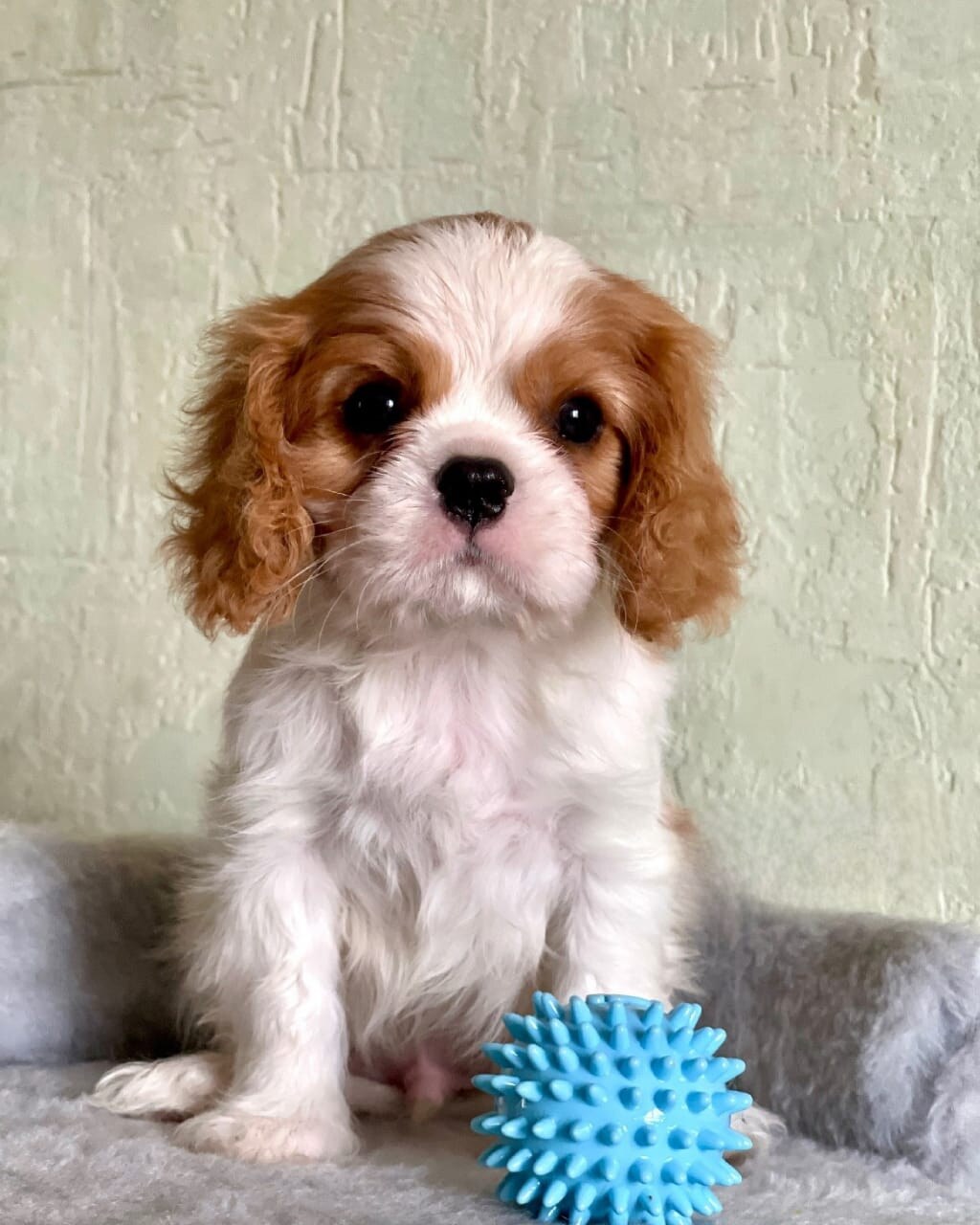 Archie