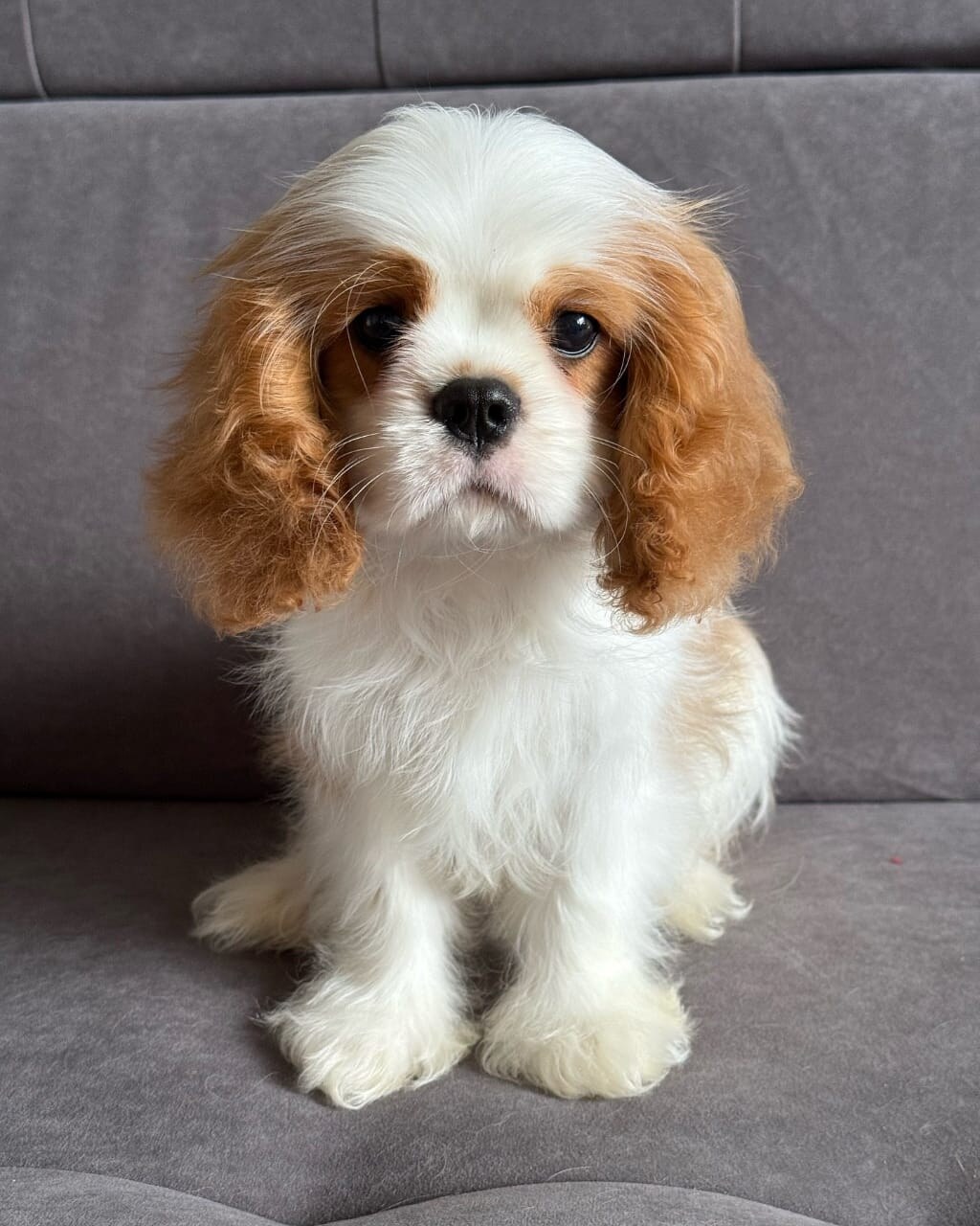 Cooper
