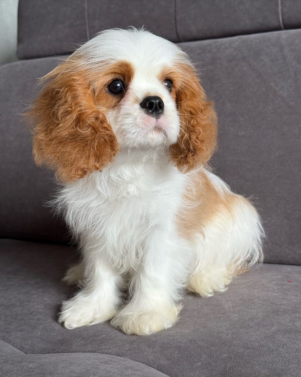 Cooper
