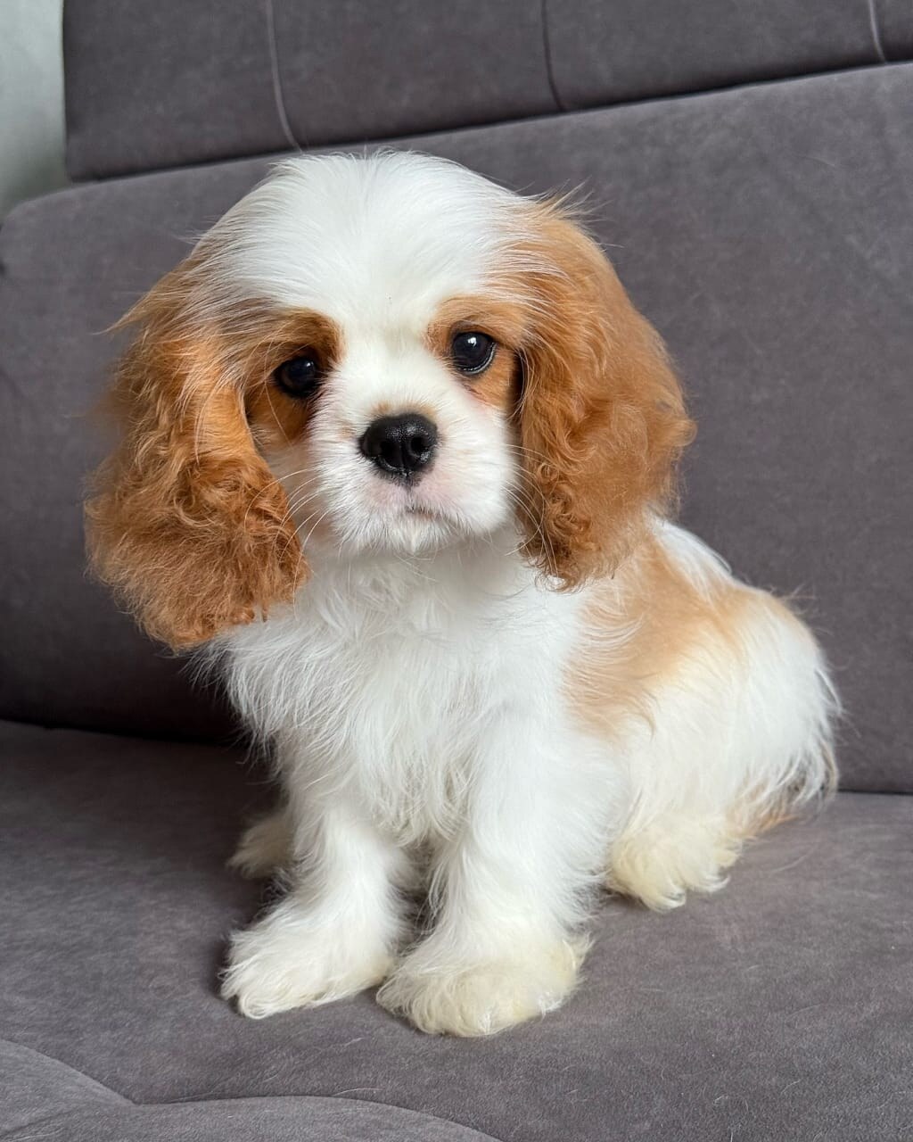 Cooper