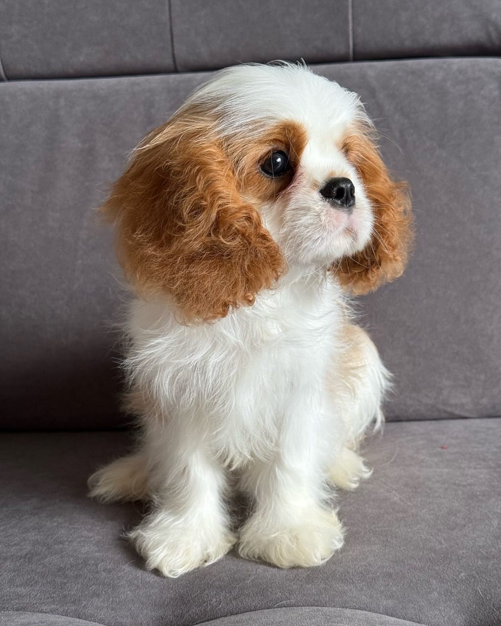 Cooper