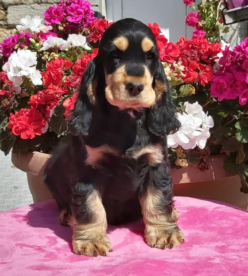 Teddy
