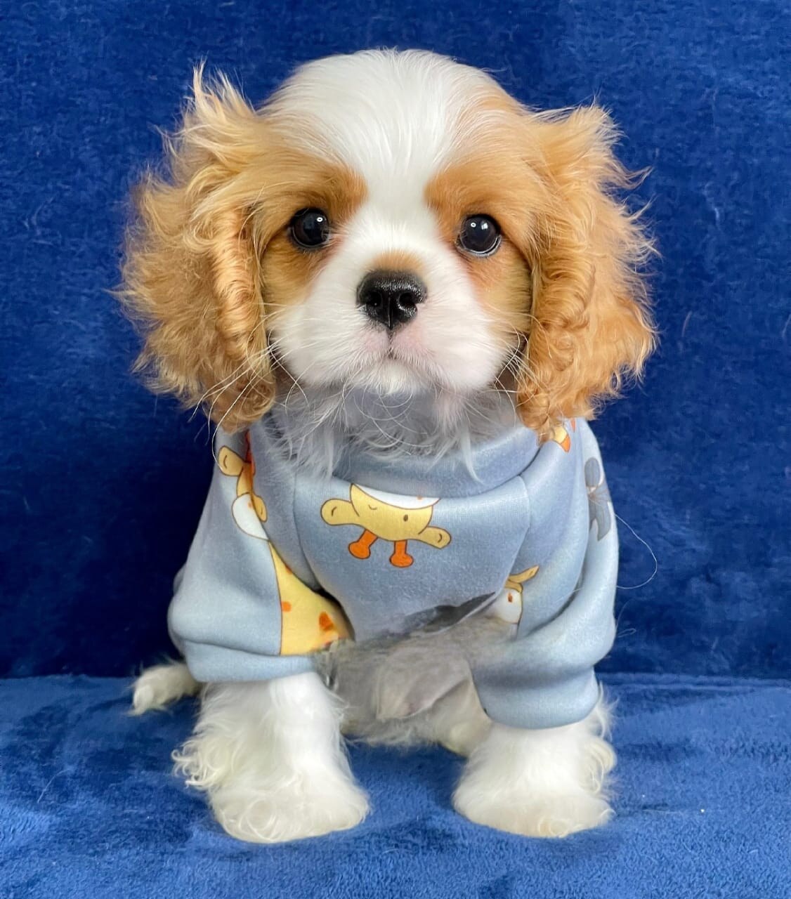 Rosie