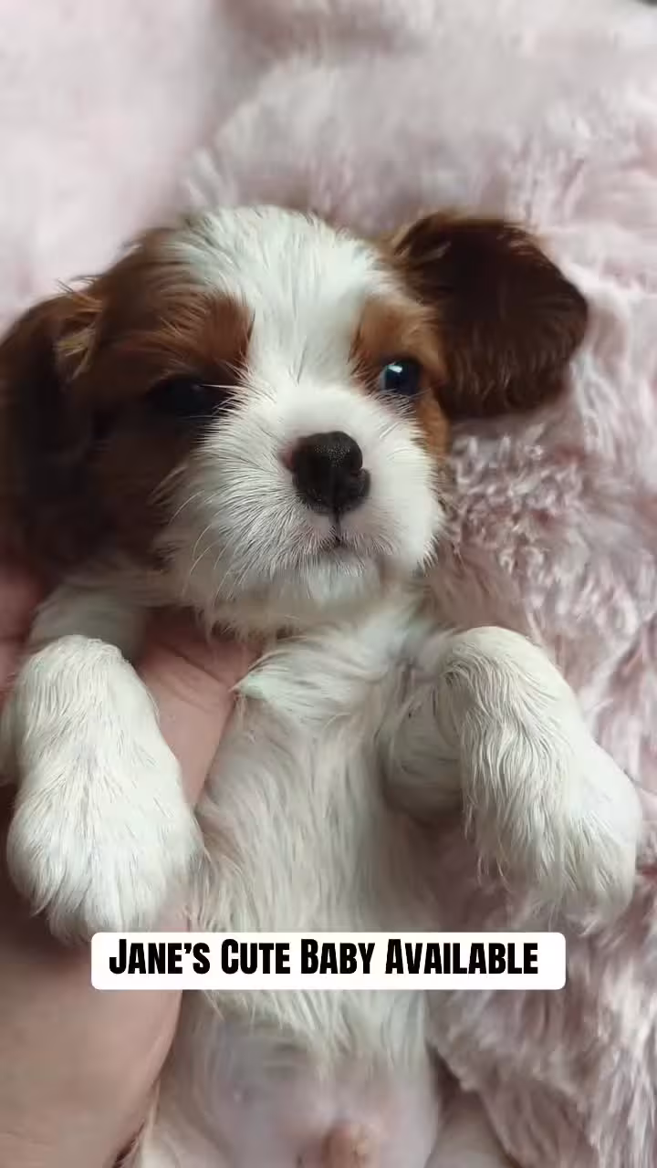 Jane’s Spaniels and Cavaliers Cocker Spaniel puppy
