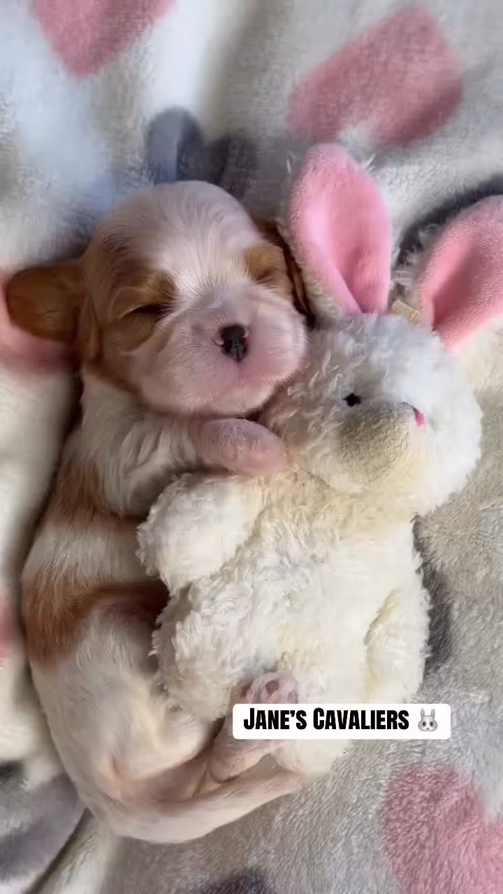 Jane’s Spaniels and Cavaliers Cocker Spaniel puppy