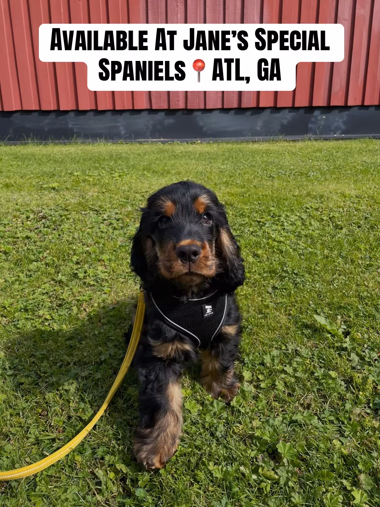 Jane’s Spaniels and Cavaliers Cocker Spaniel