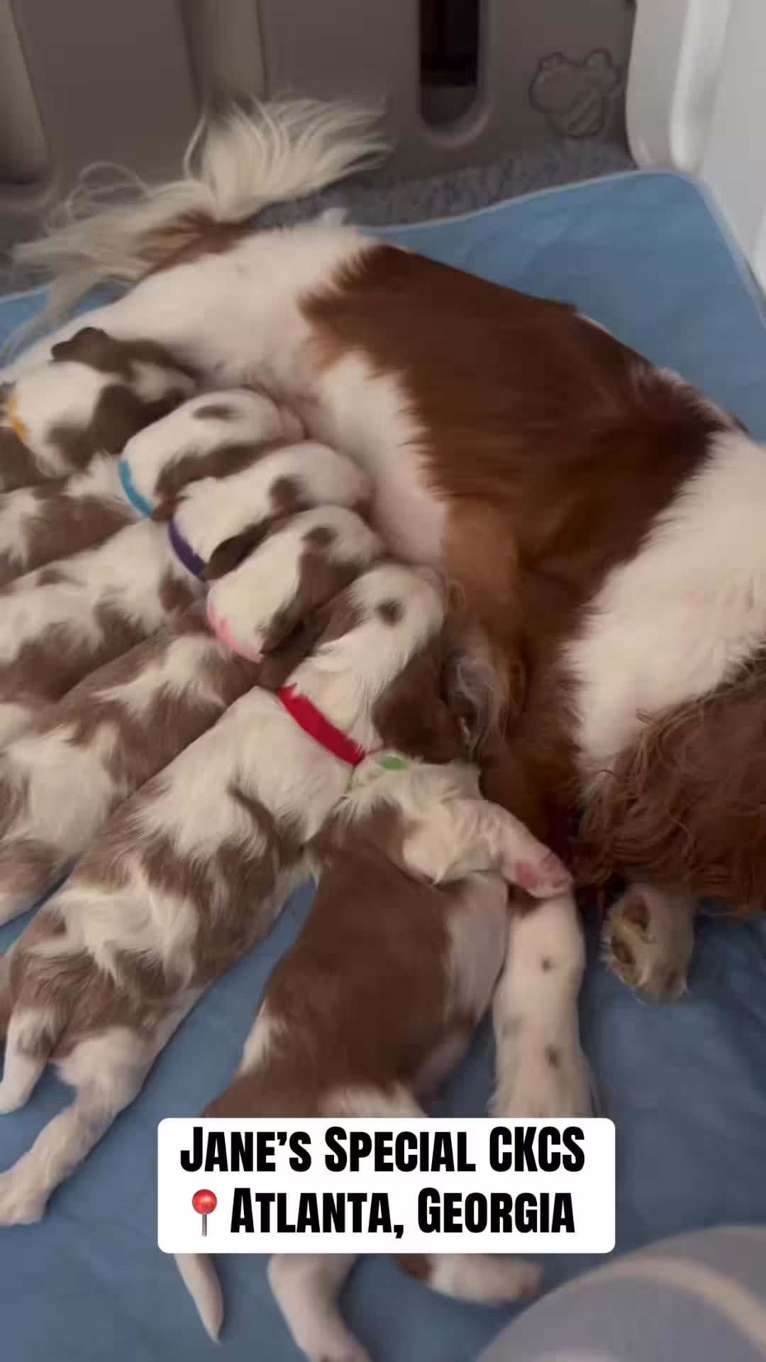 Jane’s Spaniels and Cavaliers Cocker Spaniel