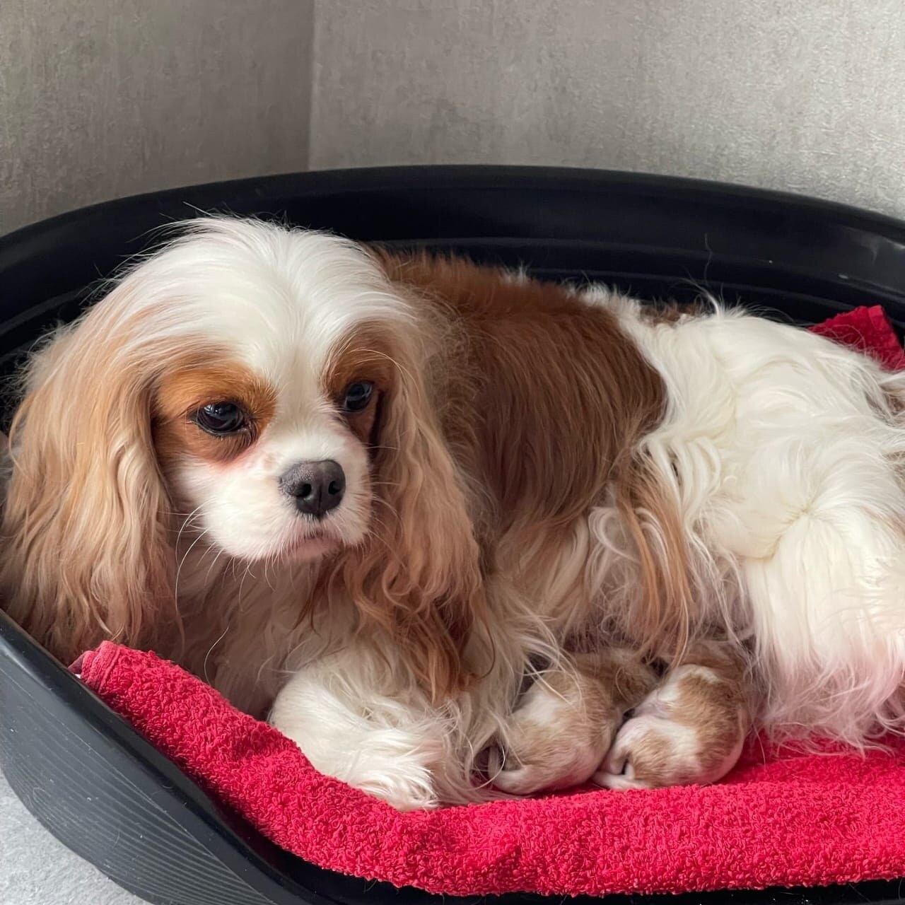 Cavalier King Charles litter