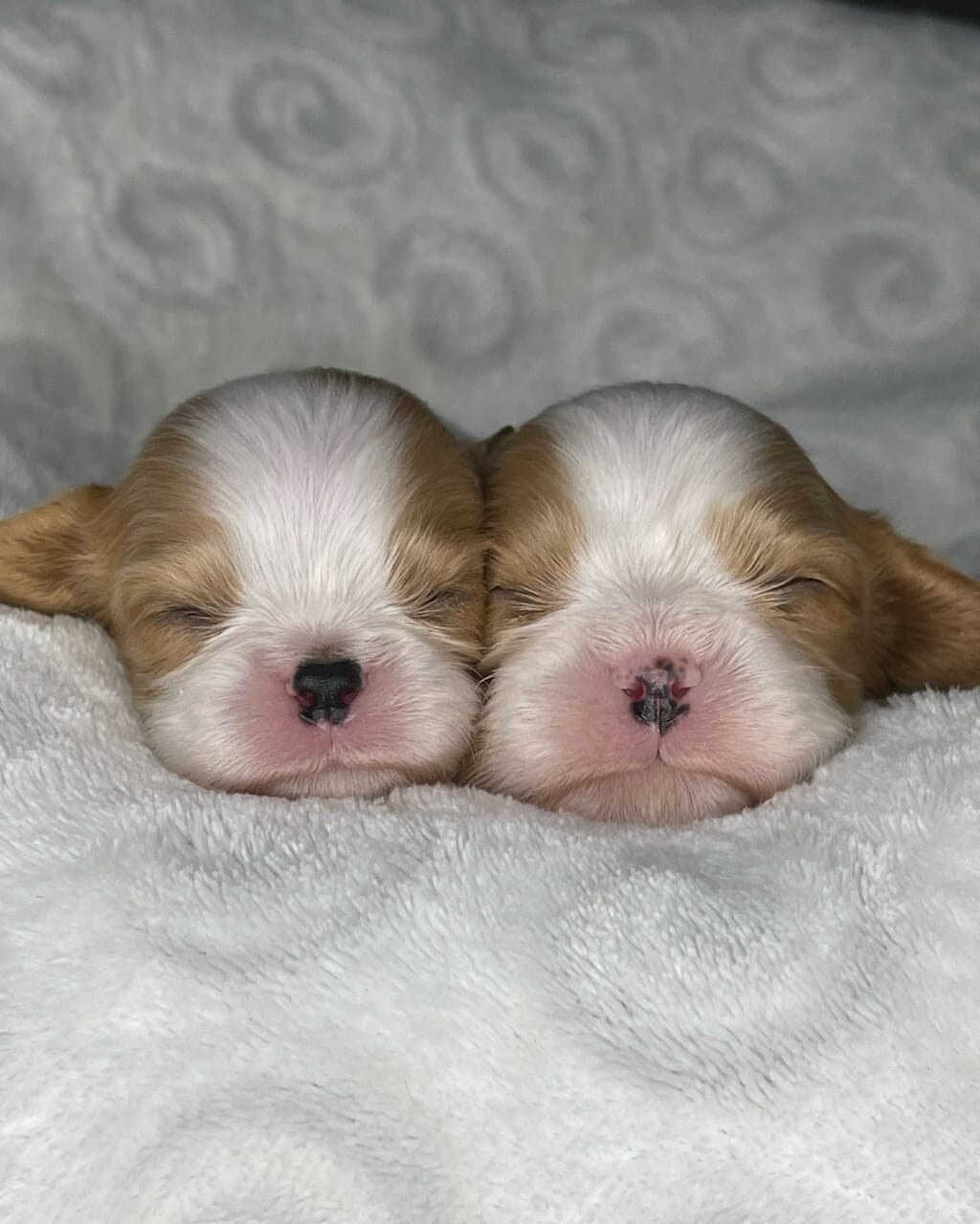 Cavalier King Charles litter