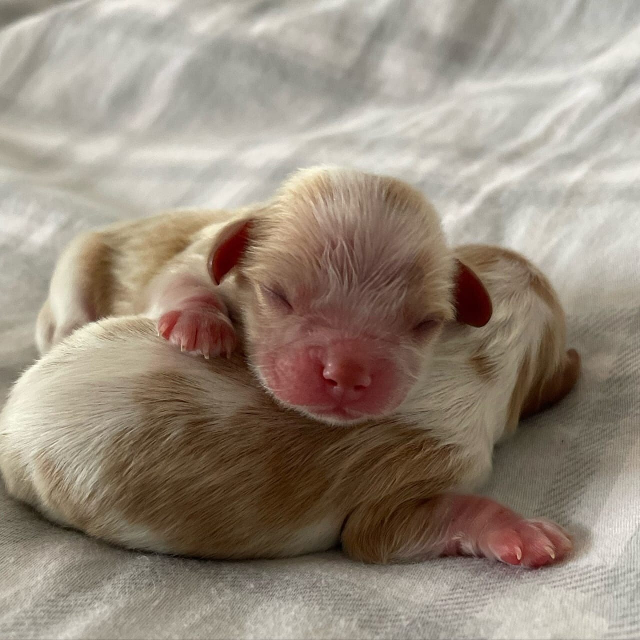 Cavalier King Charles litter