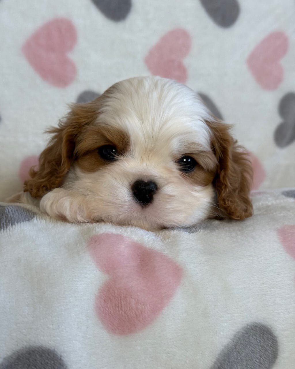 Cavalier King Charles litter
