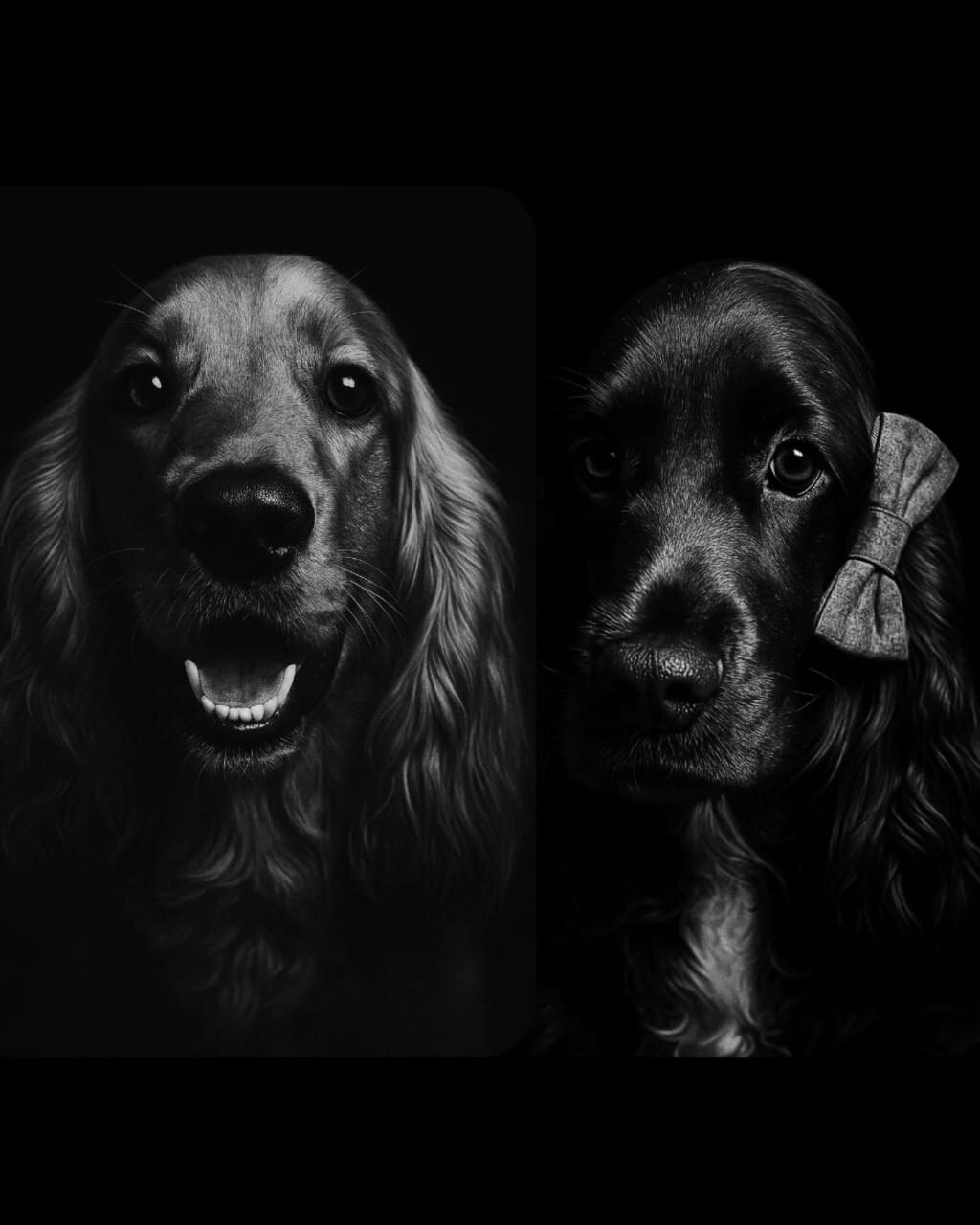 Cocker Spaniel litter