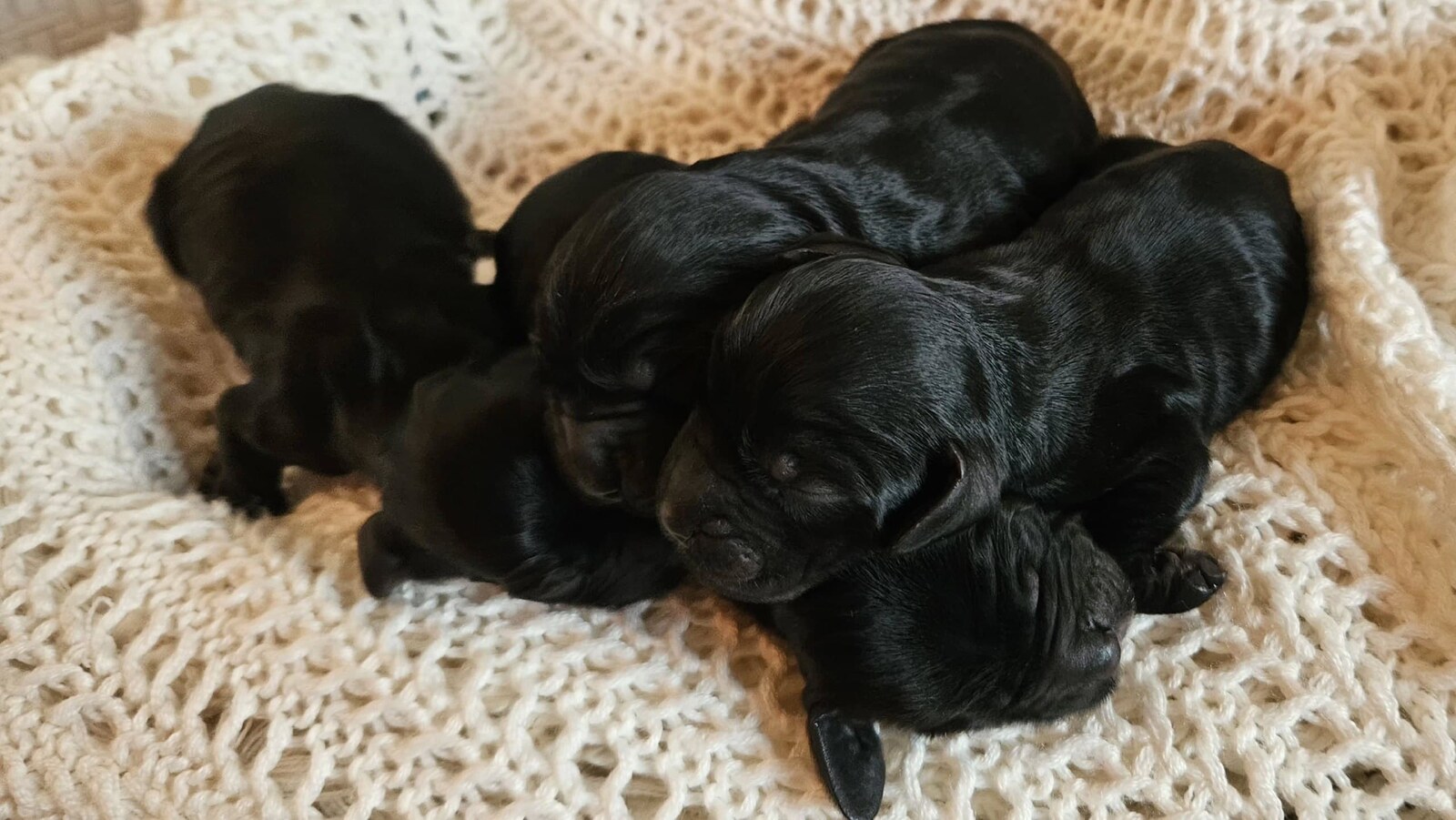 Cocker Spaniel litter