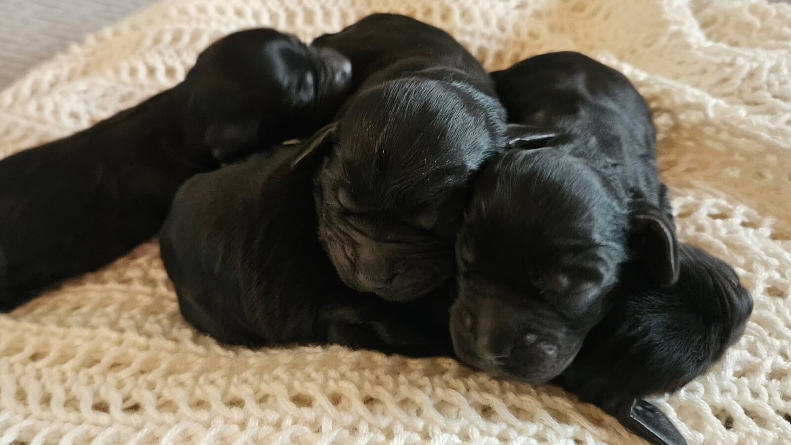 Cocker Spaniel litter