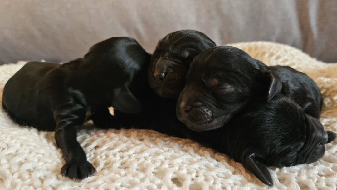 Cocker Spaniel litter