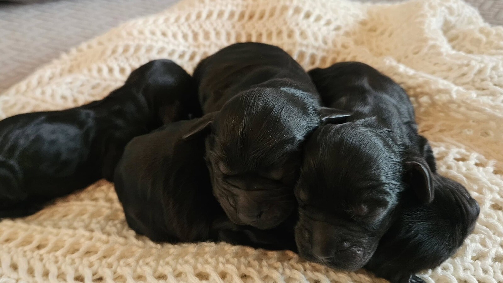 Cocker Spaniel litter