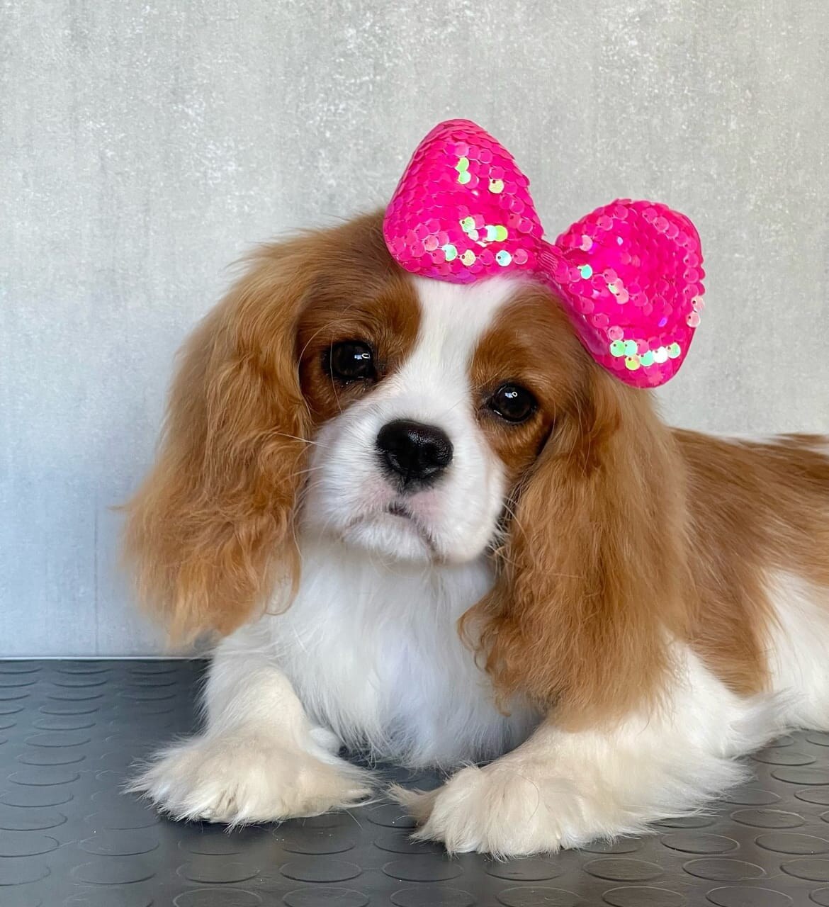 Cavalier King Charles parent