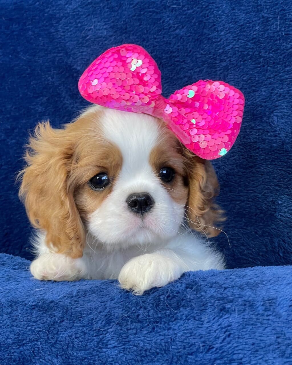 Cavalier King Charles parent