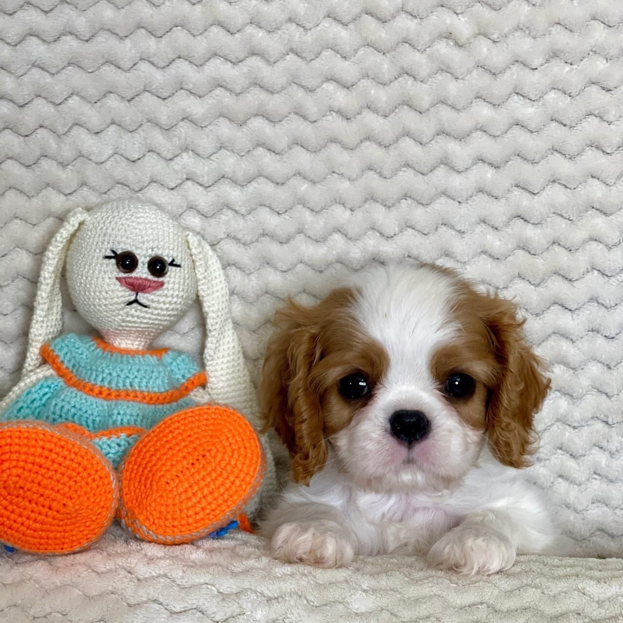 Cavalier King Charles parent