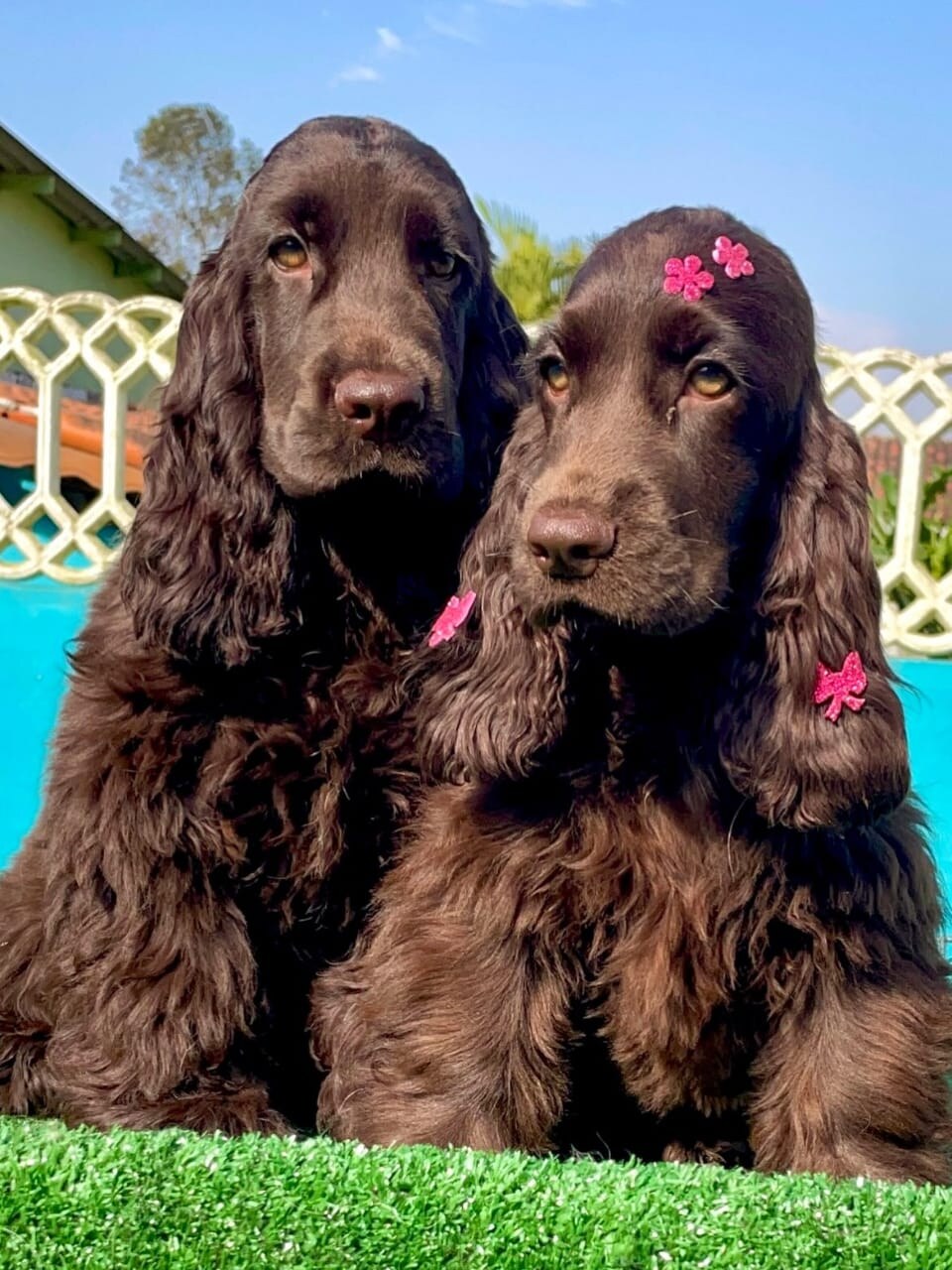 Cocker Spaniel parent