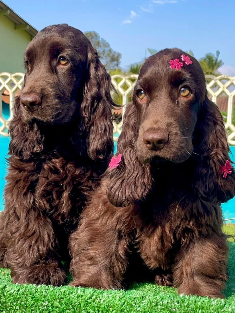 Cocker Spaniel parent