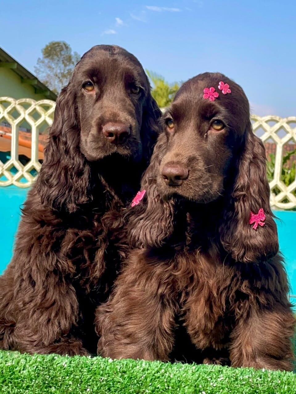 Cocker Spaniel parent