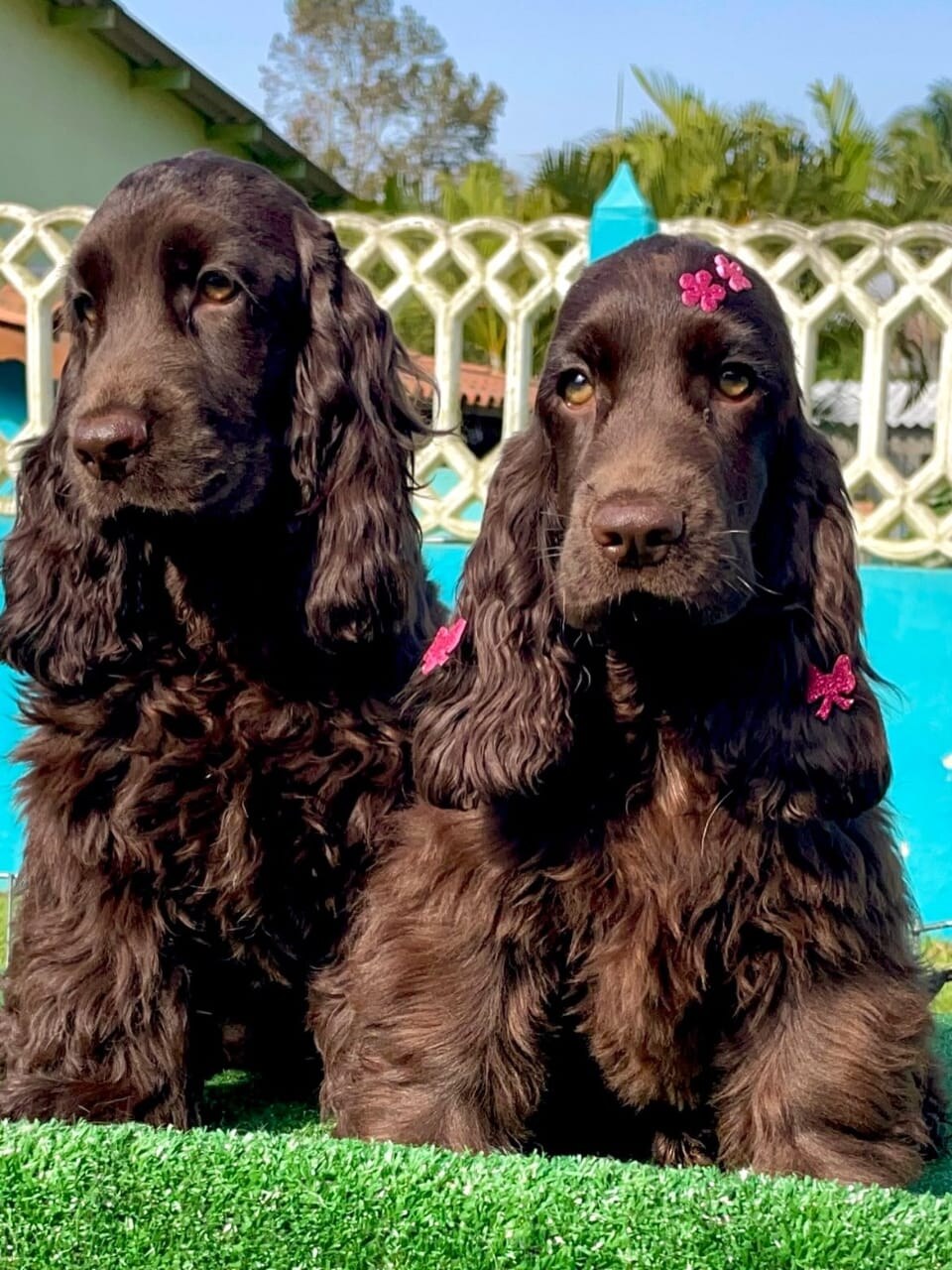 Cocker Spaniel parent