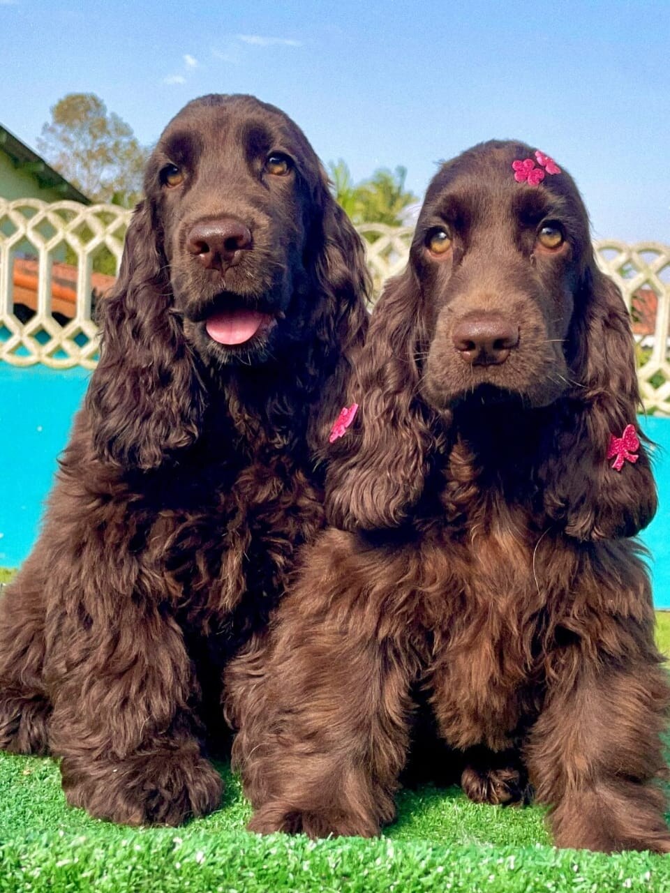 Cocker Spaniel parent