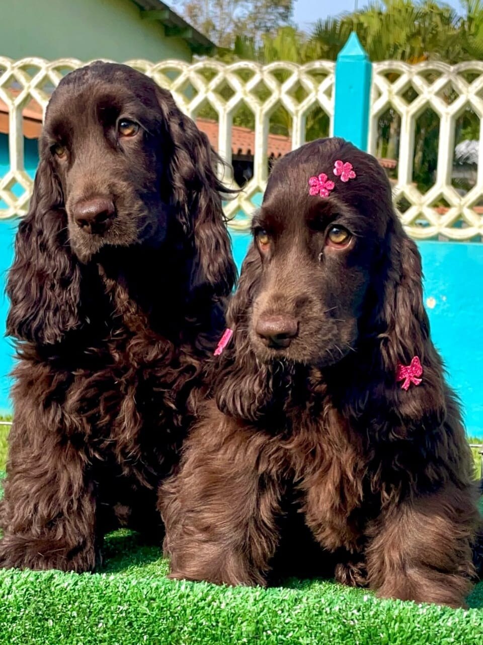 Cocker Spaniel parent