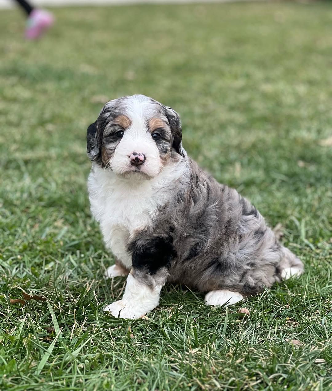 zoey