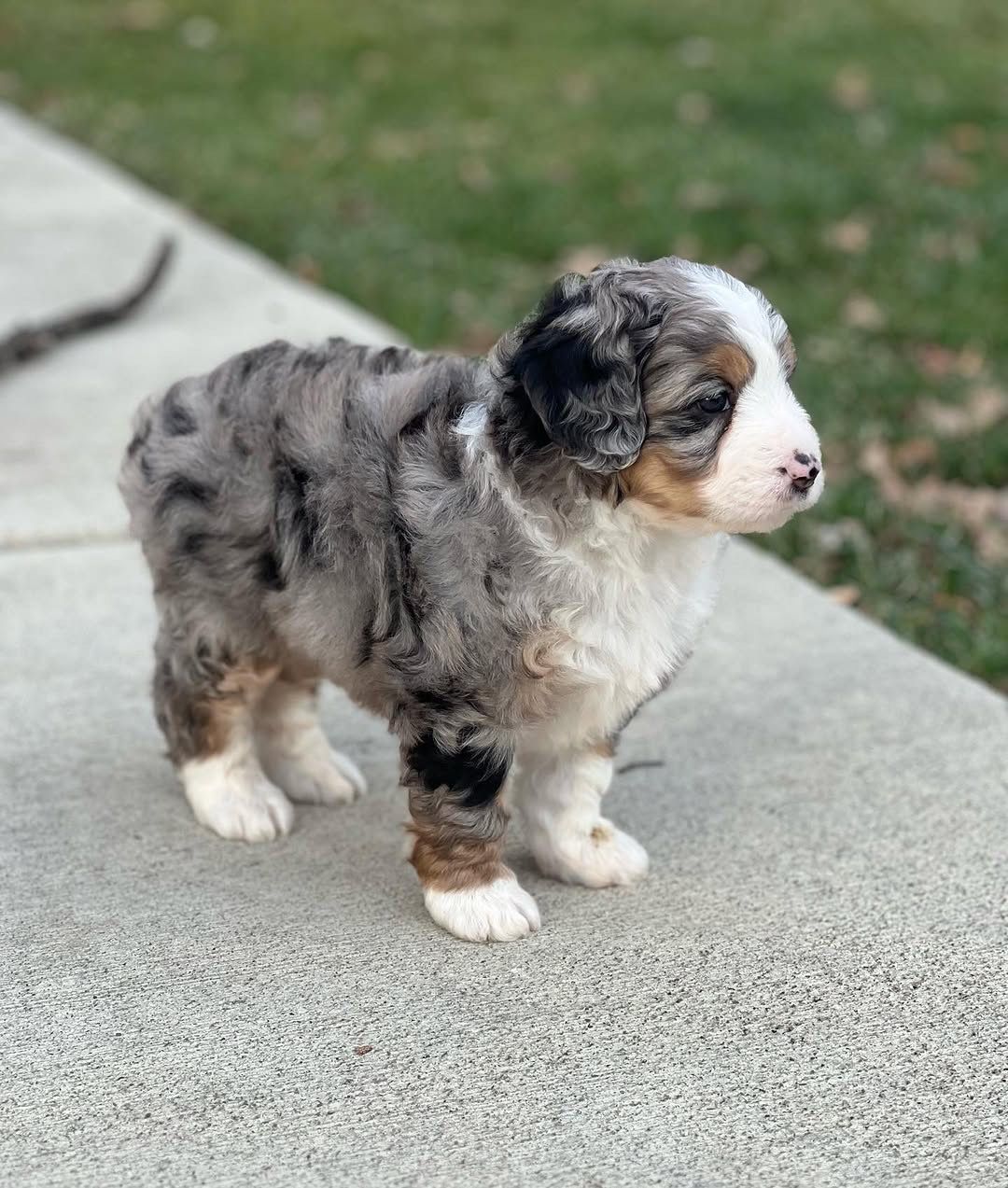 zoey